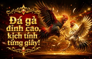 Lịch trận đá gà